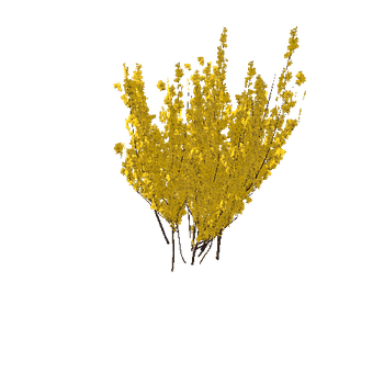 forsythia