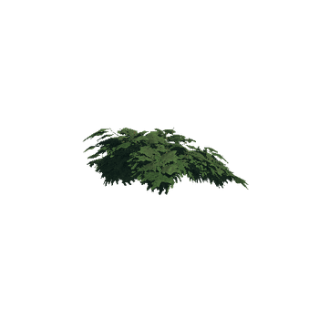 juniper_shrub