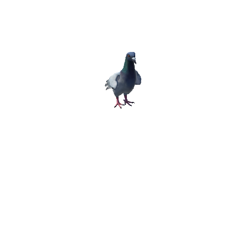 pigeon@takeoff