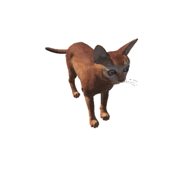 Abyssinian_Cat_HighPoly