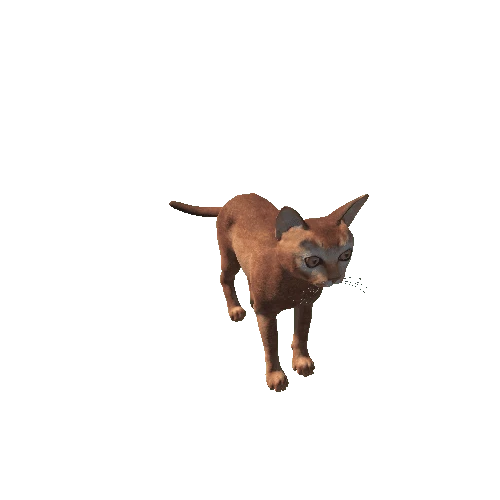 Abyssinian_Cat_HighPoly