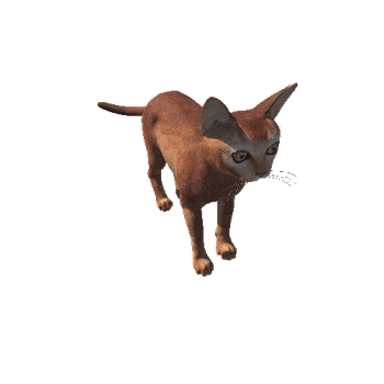 Abyssinian_Cat_IP