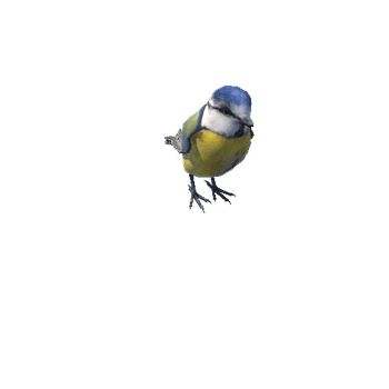 BlueTit