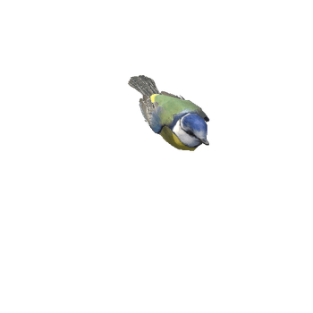 bluetit@fallin