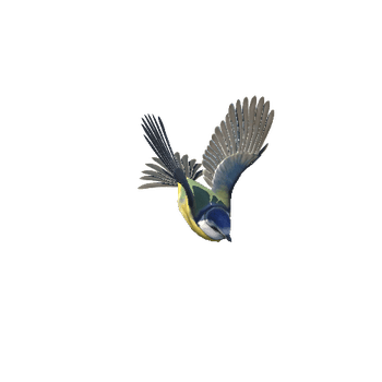 bluetit@fly