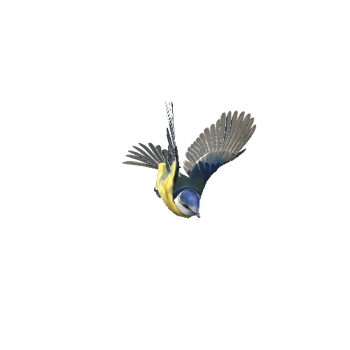 bluetit@flyleft Blue tit