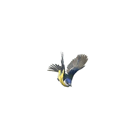 bluetit@flyleft