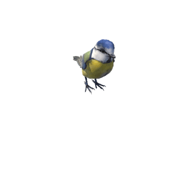 bluetit@hop Blue tit