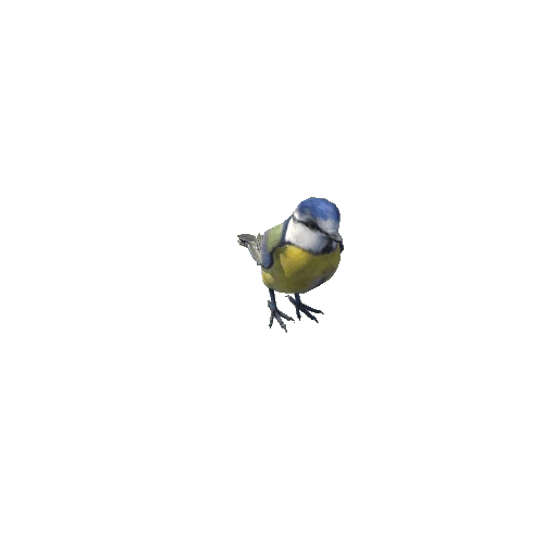 bluetit@hop