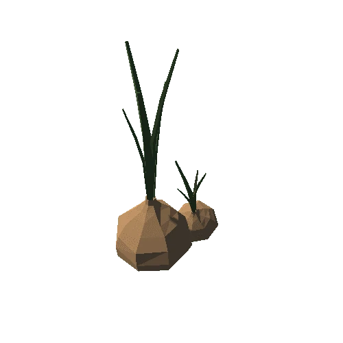 Onion_01