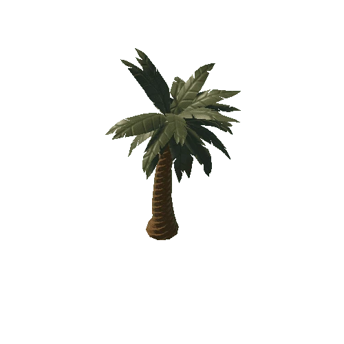 Beach_Palm2