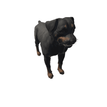 Rottweiler_HighPoly