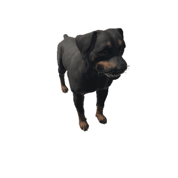 Rottweiler_IP