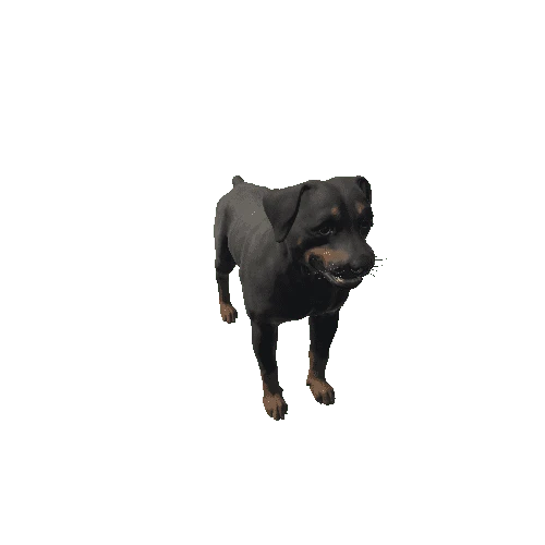 Rottweiler_IP