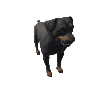 Rottweiler_LOD