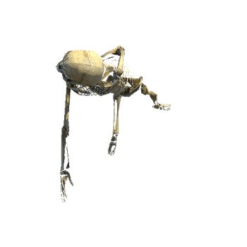 Skeleton_Props_03