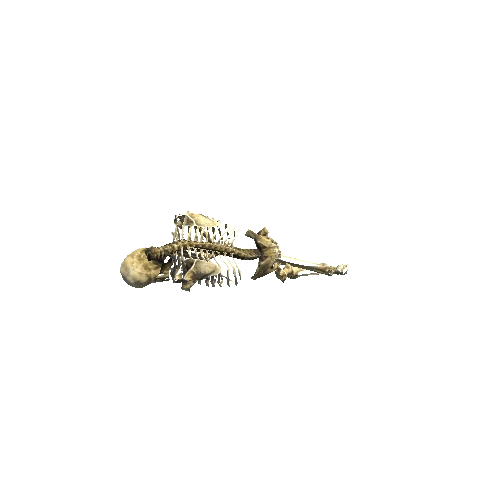 Skeleton_Props_04