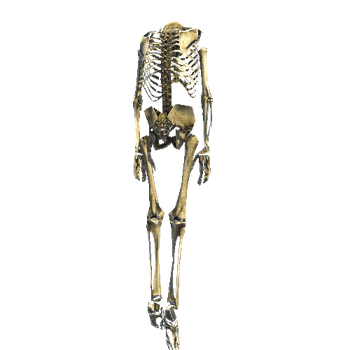 Skeleton_Props_08