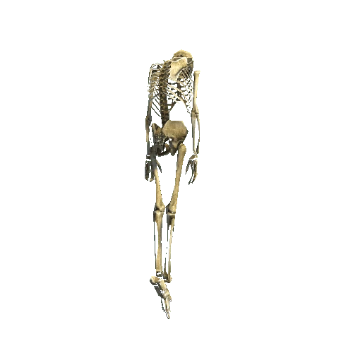 Skeleton_Props_08