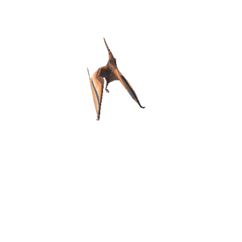 pteranodon@takeoff