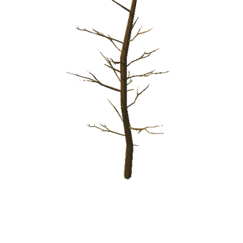 spruce_noFoliage.003