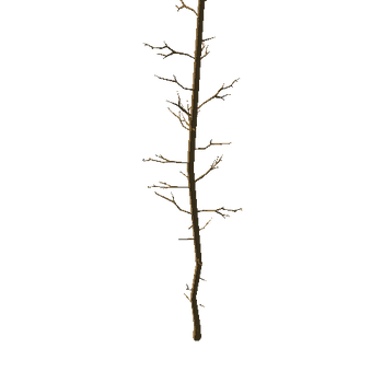 spruce_noFoliage.009