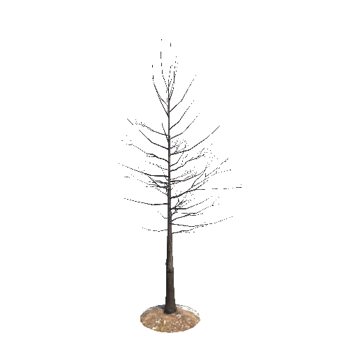 Tree_03