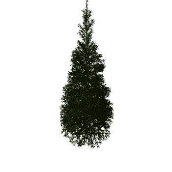 Conifer01