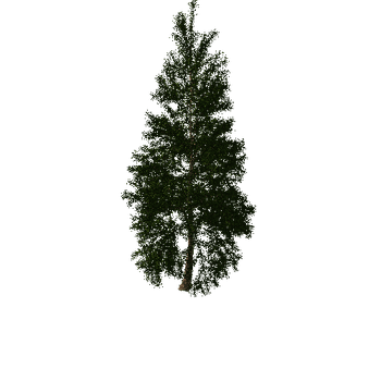 Conifer03