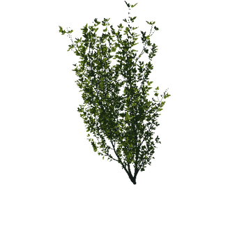 Bush03