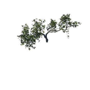 RootBush02