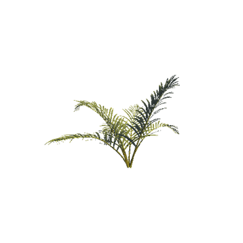 CurlyPalmBush01