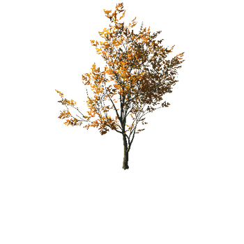 AutumnMaple01-01