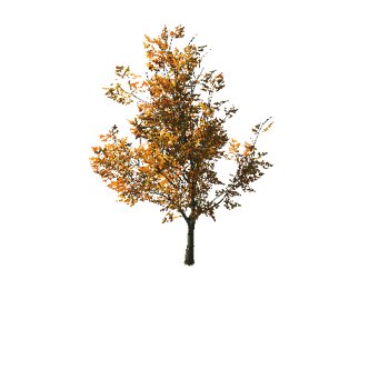 AutumnMaple01-03