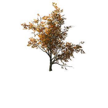AutumnMaple01-04