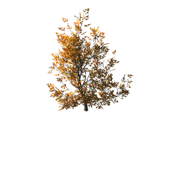 AutumnMaple01-05