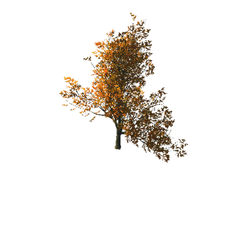 AutumnMaple01-06
