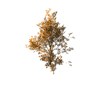 AutumnMaple01-07