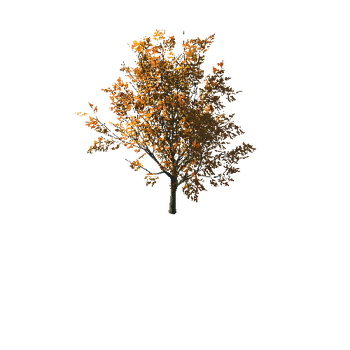 AutumnMaple01-08