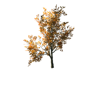 AutumnMaple01-09