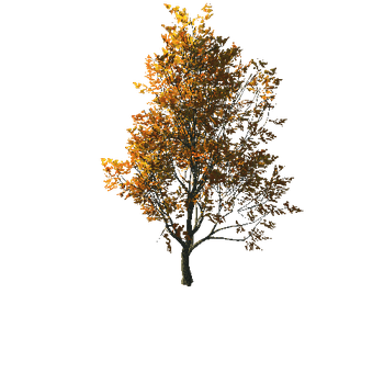 AutumnMaple01-10