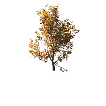 AutumnMaple01-11