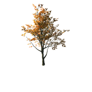 AutumnMaple01-12