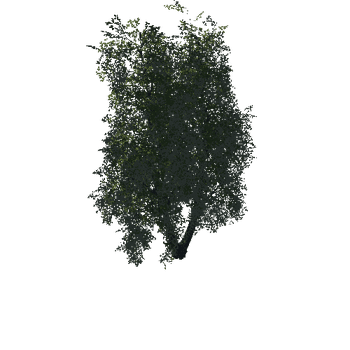 Tree01