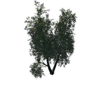 Tree02