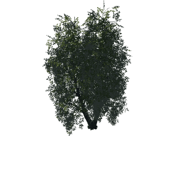 Tree04