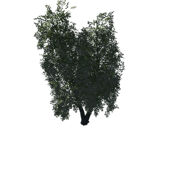 Tree05