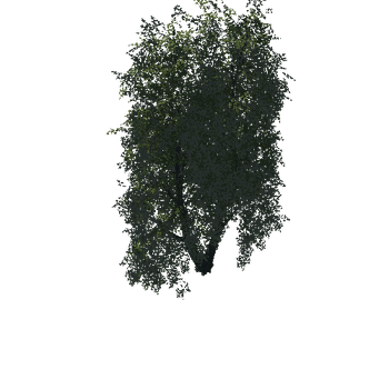 Tree08