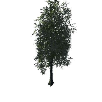 Tree09