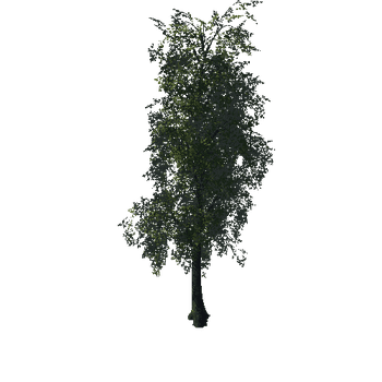Tree10